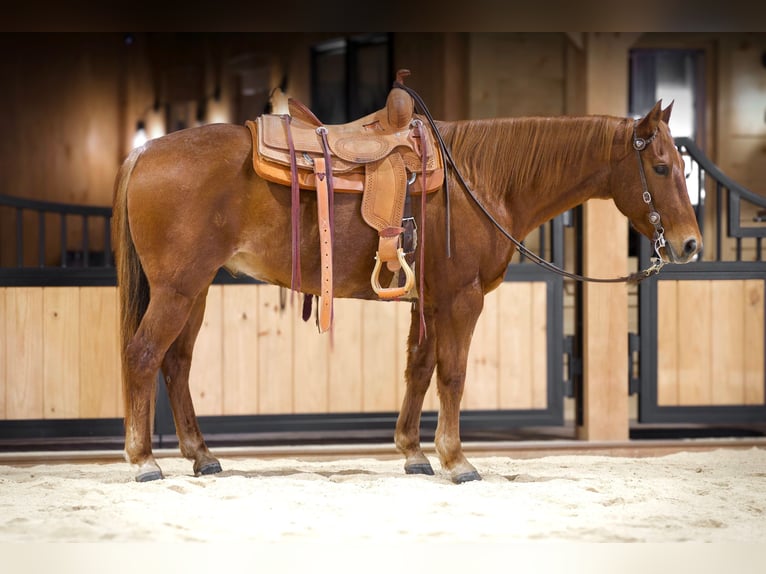 Quarter horse américain Hongre 9 Ans 155 cm Rouan Rouge in Needmore