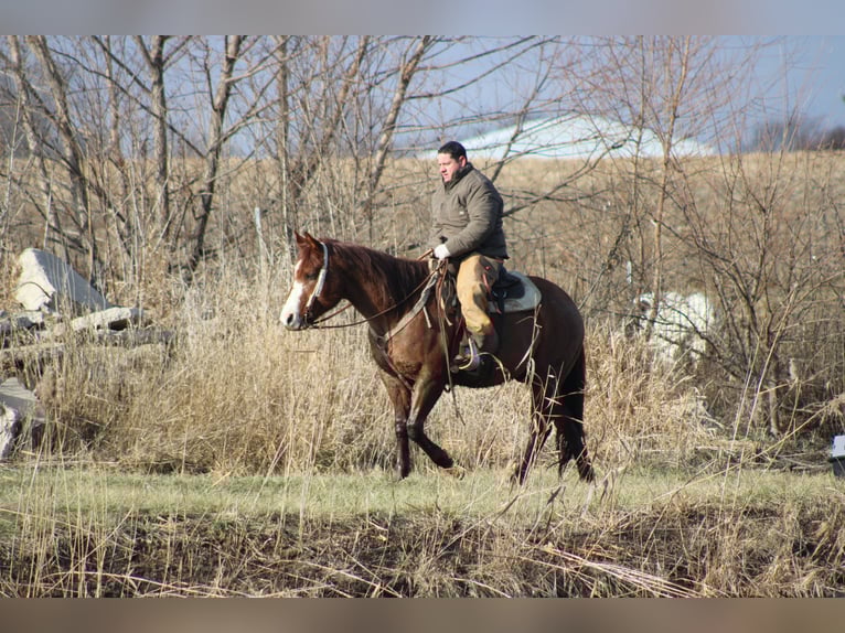 Quarter horse américain Hongre 9 Ans 155 cm Rouan Rouge in Brownstown