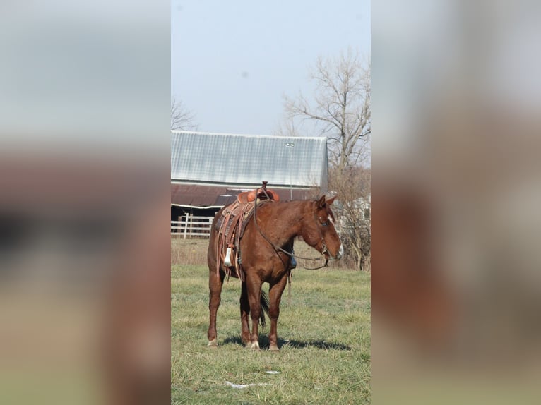 Quarter horse américain Hongre 9 Ans 155 cm Rouan Rouge in Brownstown