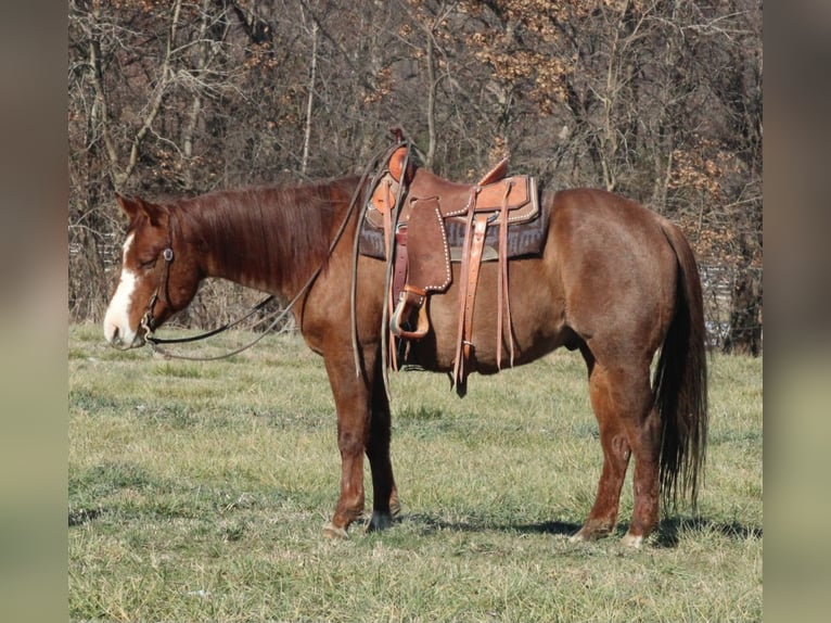 Quarter horse américain Hongre 9 Ans 155 cm Rouan Rouge in Brownstown