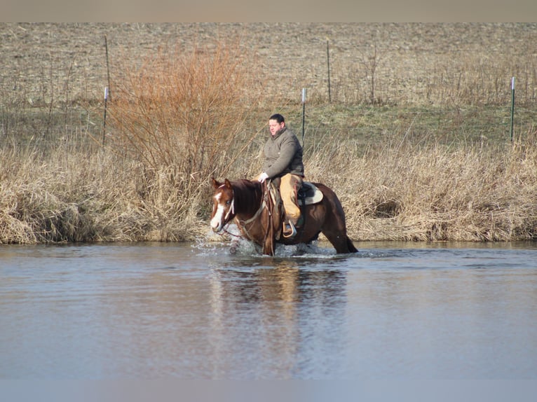 Quarter horse américain Hongre 9 Ans 155 cm Rouan Rouge in Brownstown