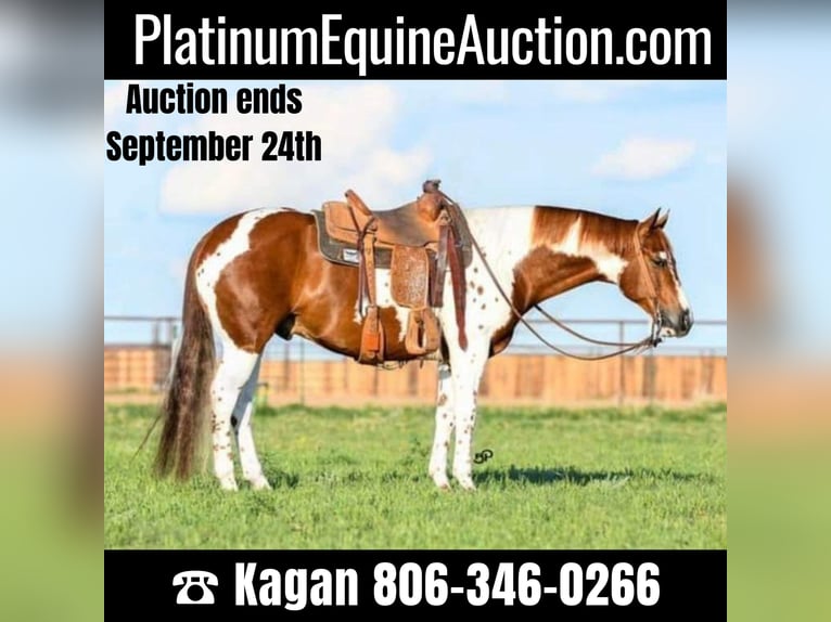 Quarter horse américain Hongre 9 Ans 155 cm Tobiano-toutes couleurs in Canyon TX