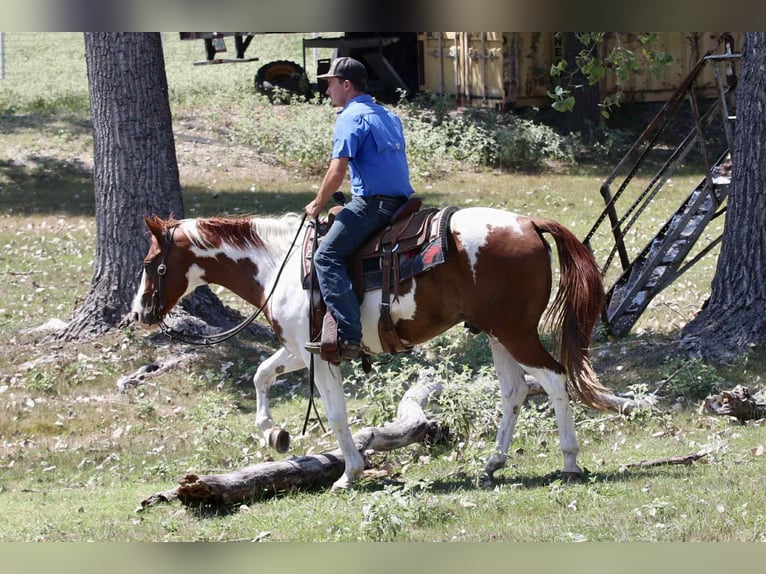 Quarter horse américain Hongre 9 Ans 155 cm Tobiano-toutes couleurs in Lipan TX