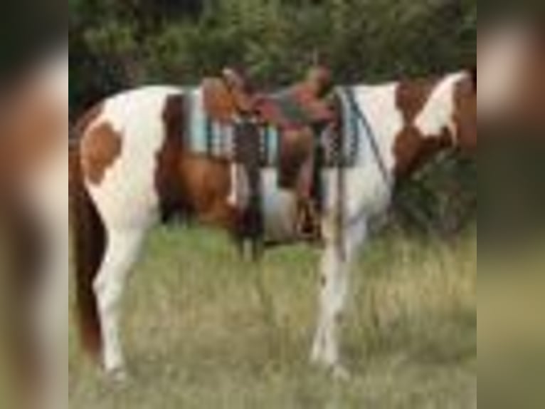 Quarter horse américain Hongre 9 Ans 155 cm Tobiano-toutes couleurs in Lipan TX
