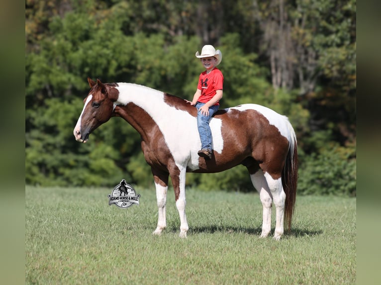 Quarter horse américain Hongre 9 Ans 155 cm Tobiano-toutes couleurs in Mount Vernon KY