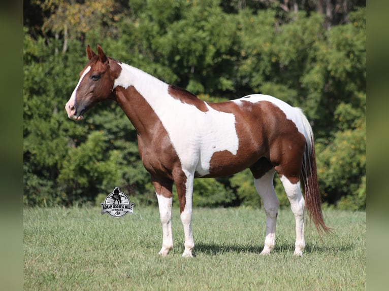 Quarter horse américain Hongre 9 Ans 155 cm Tobiano-toutes couleurs in Mount Vernon KY