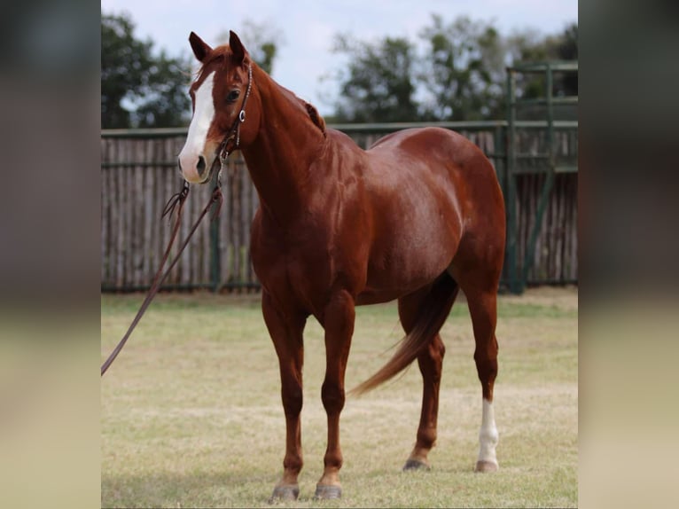 Quarter horse américain Hongre 9 Ans 157 cm Alezan brûlé in Lipan TX