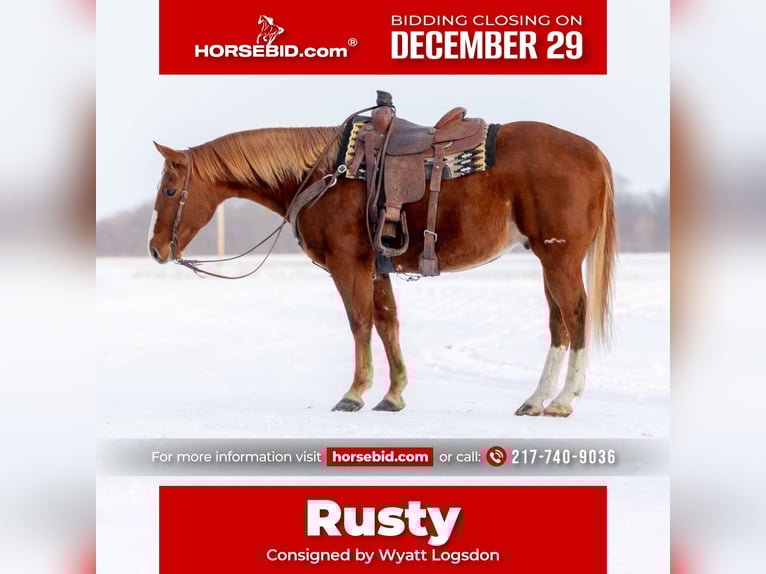 Quarter horse américain Hongre 9 Ans 157 cm Alezan cuivré in La Grange