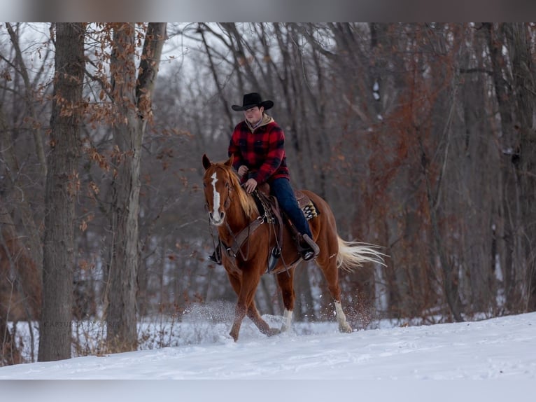 Quarter horse américain Hongre 9 Ans 157 cm Alezan cuivré in La Grange