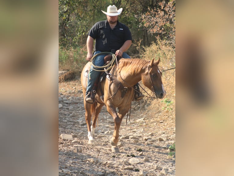 Quarter horse américain Hongre 9 Ans 157 cm Alezan dun in Breckenridge TX