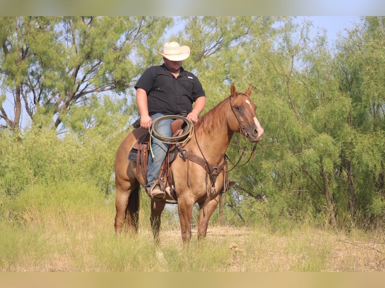Quarter horse américain Hongre 9 Ans 157 cm Alezan dun in Breckenridge TX
