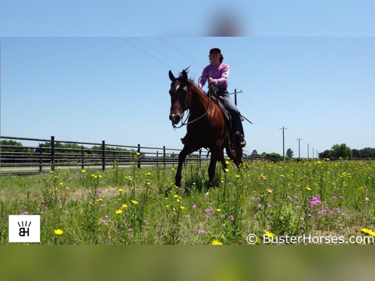 Quarter horse américain Hongre 9 Ans 157 cm Bai cerise in Weatherford TX