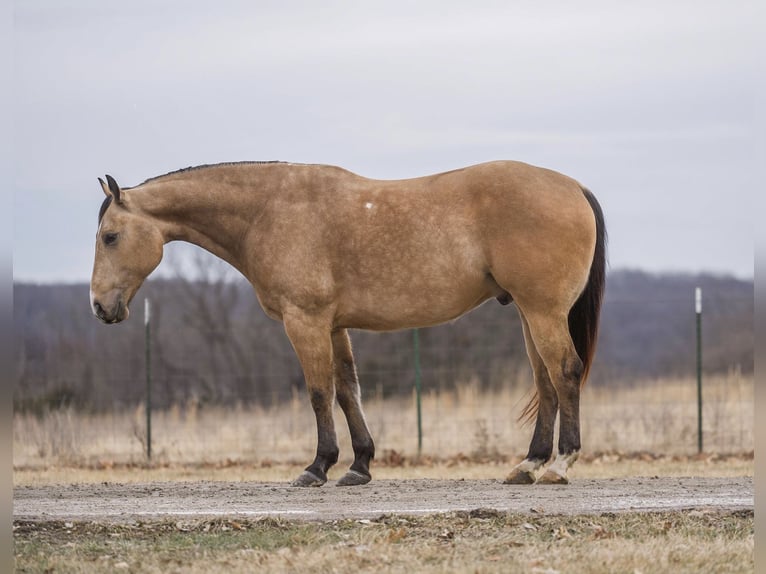 Quarter horse américain Hongre 9 Ans 157 cm Buckskin in Macon, MO