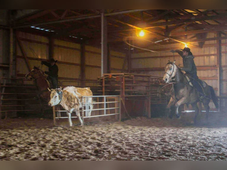 Quarter horse américain Hongre 9 Ans 157 cm Buckskin in Macon, MO