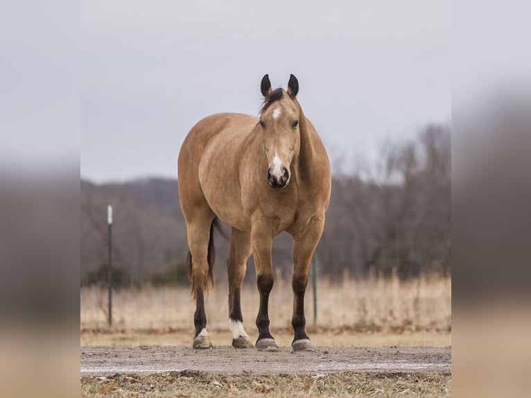 Quarter horse américain Hongre 9 Ans 157 cm Buckskin in Macon, MO