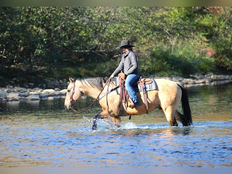 Quarter horse américain Hongre 9 Ans 157 cm Buckskin in Clarion