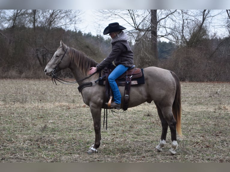 Quarter horse américain Hongre 9 Ans 157 cm Champagne in Middleboro