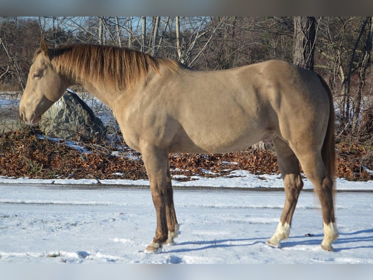 Quarter horse américain Hongre 9 Ans 157 cm Champagne in Middleboro