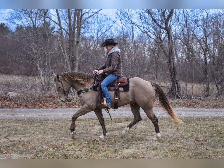 Quarter horse américain Hongre 9 Ans 157 cm Champagne in Middleboro