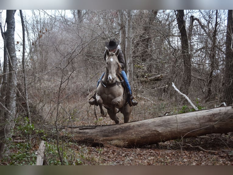 Quarter horse américain Hongre 9 Ans 157 cm Champagne in Middleboro