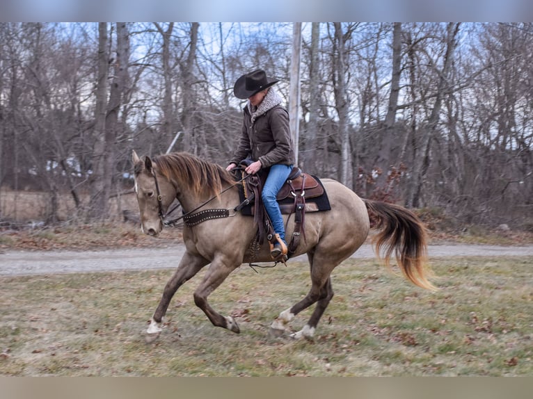 Quarter horse américain Hongre 9 Ans 157 cm Champagne in Middleboro