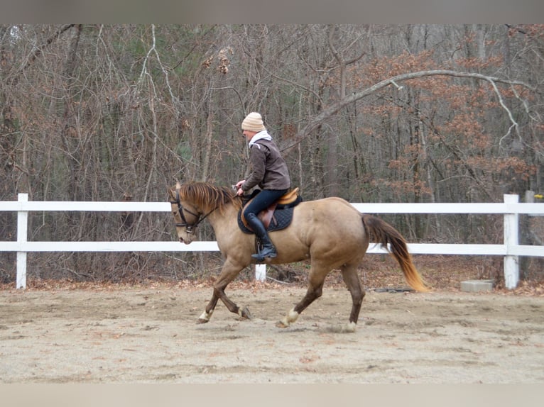 Quarter horse américain Hongre 9 Ans 157 cm Champagne in Middleboro