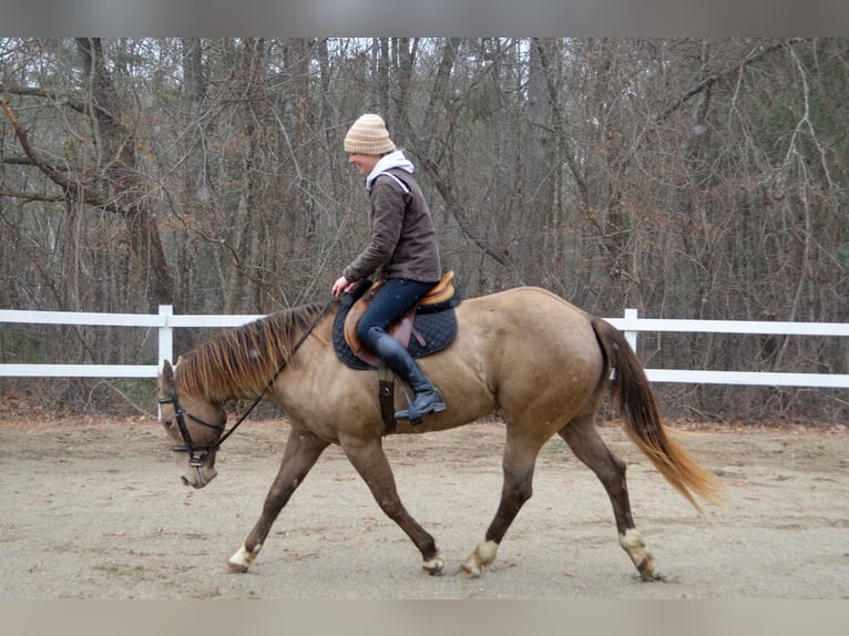 Quarter horse américain Hongre 9 Ans 157 cm Champagne in Middleboro