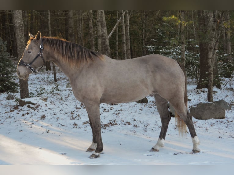 Quarter horse américain Hongre 9 Ans 157 cm Champagne in Middleboro