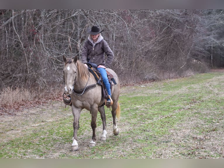 Quarter horse américain Hongre 9 Ans 157 cm Champagne in Middleboro