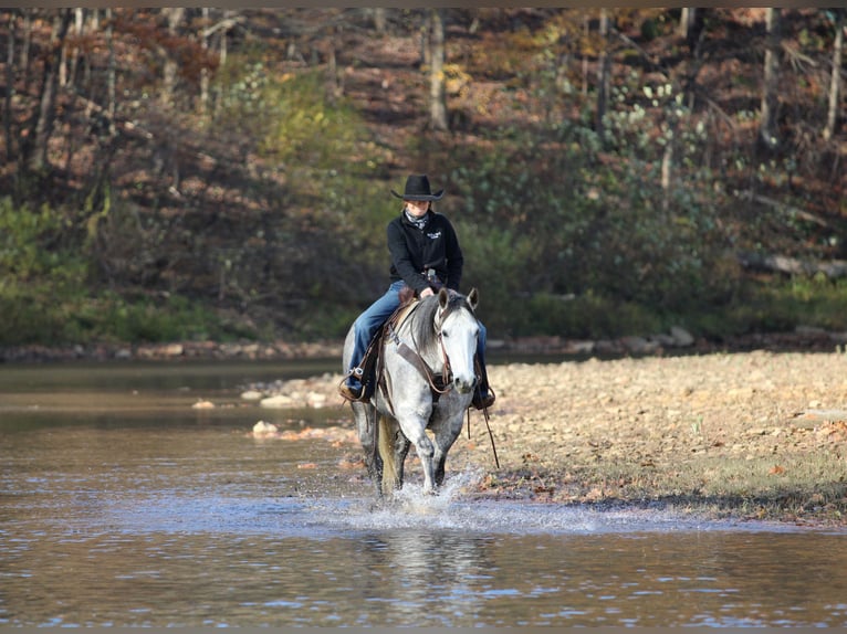 Quarter horse américain Hongre 9 Ans 157 cm Gris in Clarion