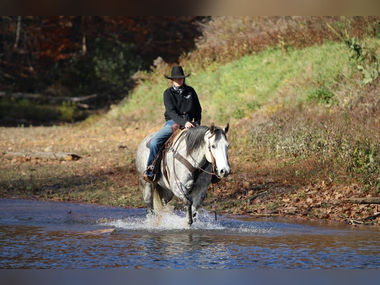 Quarter horse américain Hongre 9 Ans 157 cm Gris in Clarion