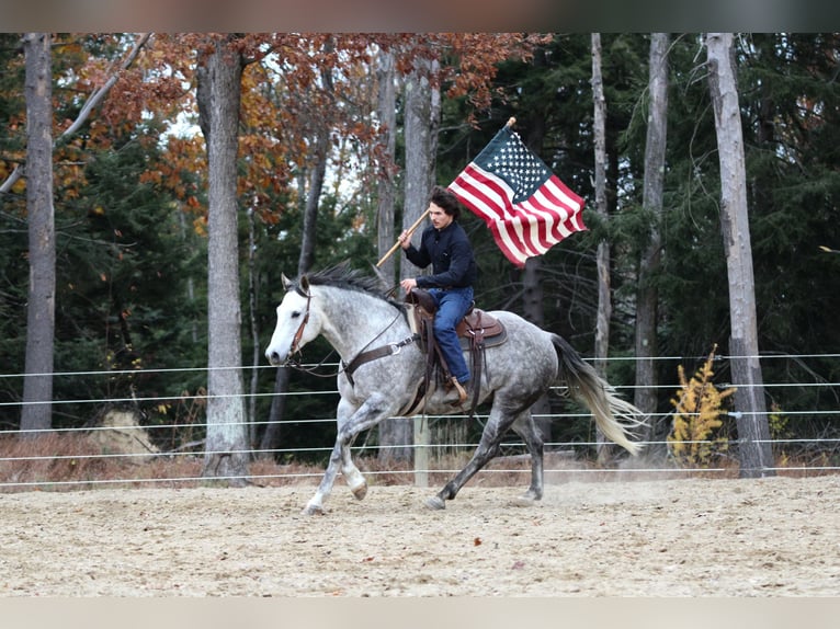 Quarter horse américain Hongre 9 Ans 157 cm Gris in Clarion