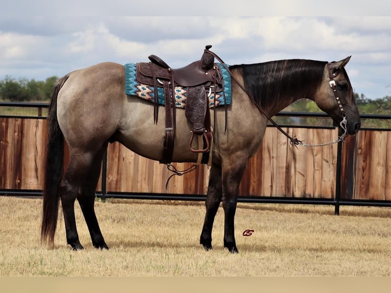 Quarter horse américain Hongre 9 Ans 157 cm Grullo in Graham, TX