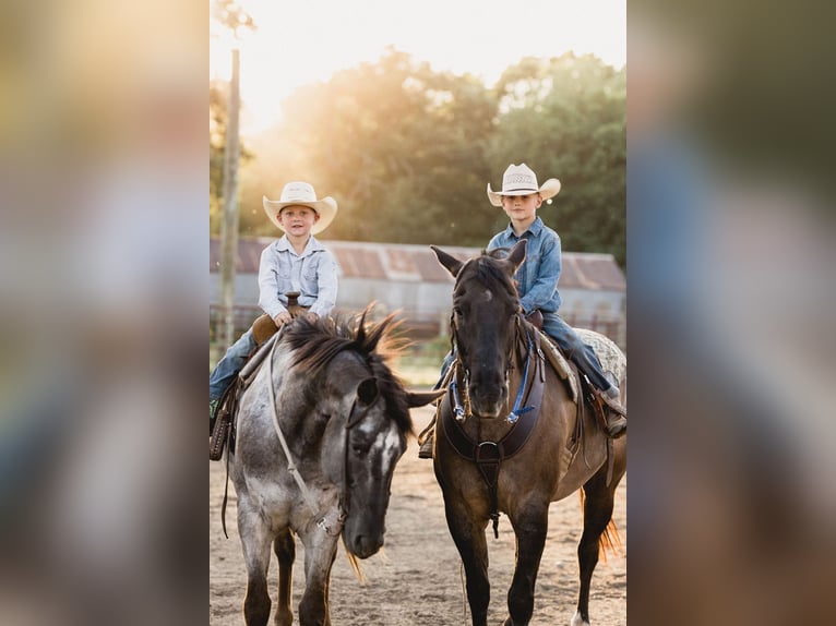 Quarter horse américain Hongre 9 Ans 157 cm Grullo in North Judson IN