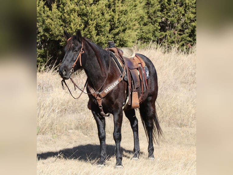 Quarter horse américain Hongre 9 Ans 157 cm Noir in Mineral Wells TX