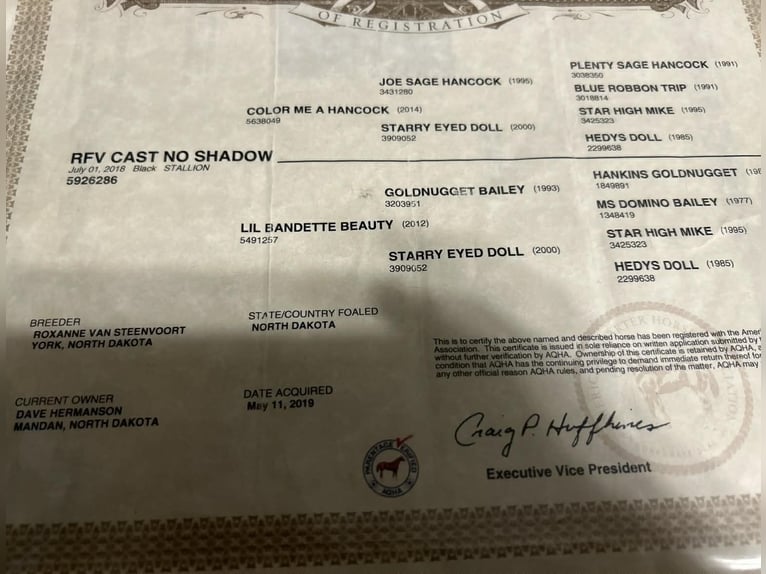 Quarter horse américain Hongre 9 Ans 157 cm Noir in Mineral Wells TX