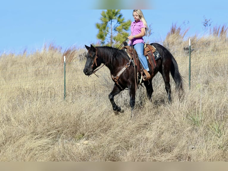 Quarter horse américain Hongre 9 Ans 157 cm Noir in Mineral Wells TX