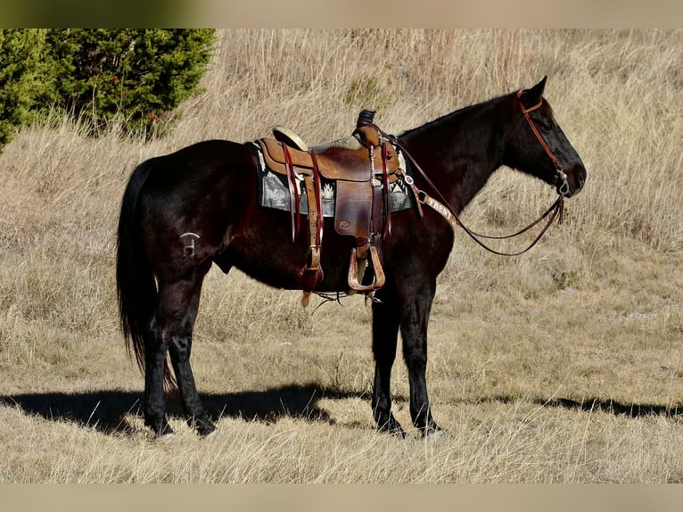 Quarter horse américain Hongre 9 Ans 157 cm Noir in Mineral Wells TX