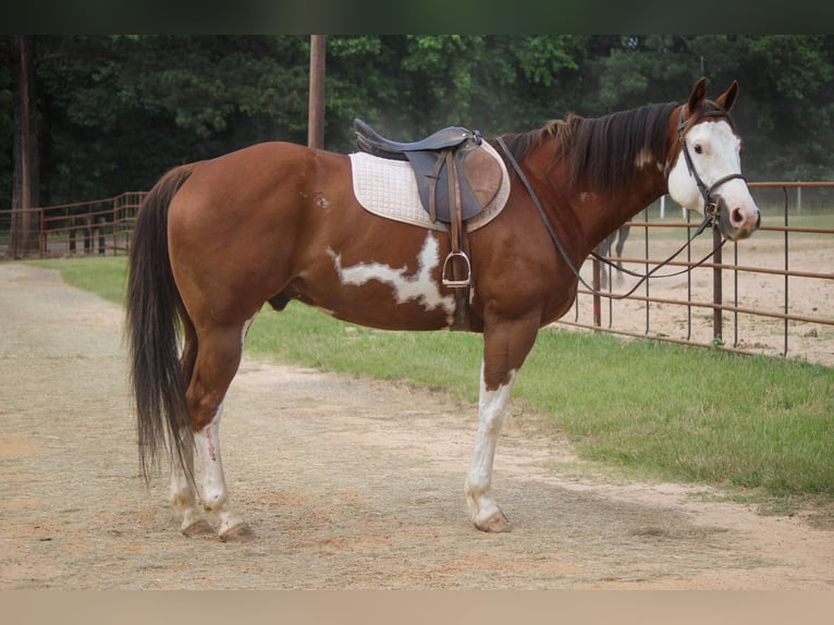 Quarter horse américain Hongre 9 Ans 157 cm Overo-toutes couleurs in Rusk TX