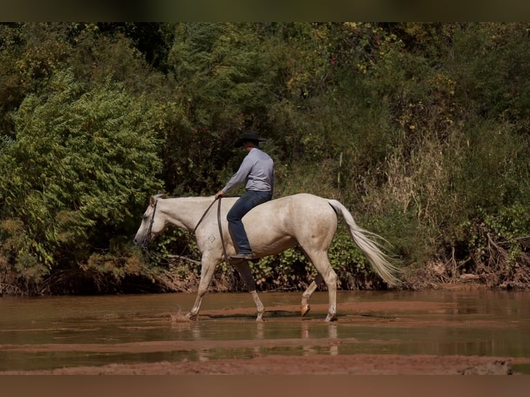 Quarter horse américain Hongre 9 Ans 157 cm Palomino in Canyon, TX