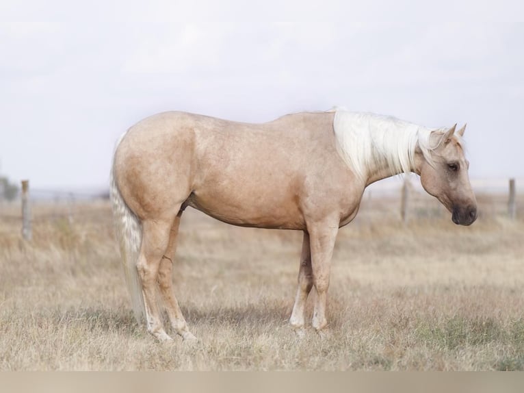 Quarter horse américain Hongre 9 Ans 157 cm Palomino in Canyon, TX
