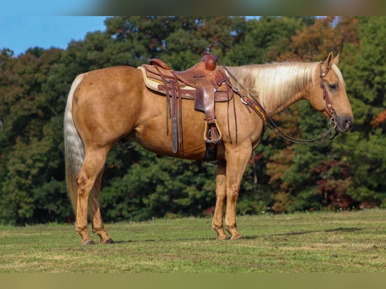 Quarter horse américain Hongre 9 Ans 157 cm Palomino in Clarion, PA