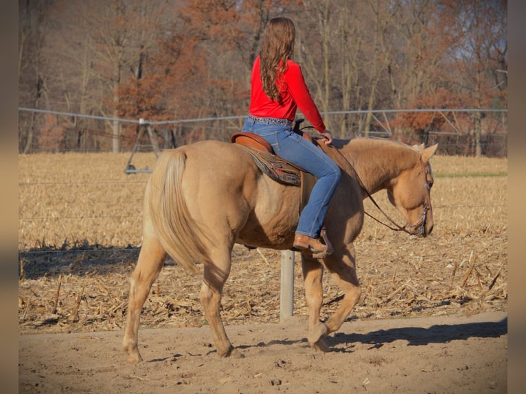 Quarter horse américain Hongre 9 Ans 157 cm Palomino in Saint Joe