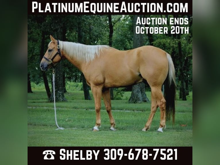 Quarter horse américain Hongre 9 Ans 157 cm Palomino in shobonier, IL