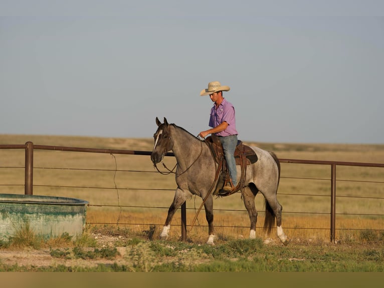 Quarter horse américain Hongre 9 Ans 157 cm Rouan Rouge in Canyon TX