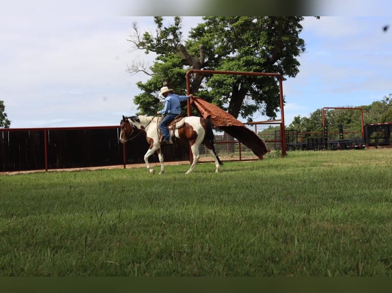 Quarter horse américain Hongre 9 Ans 157 cm Tobiano-toutes couleurs in Grand Saline TX