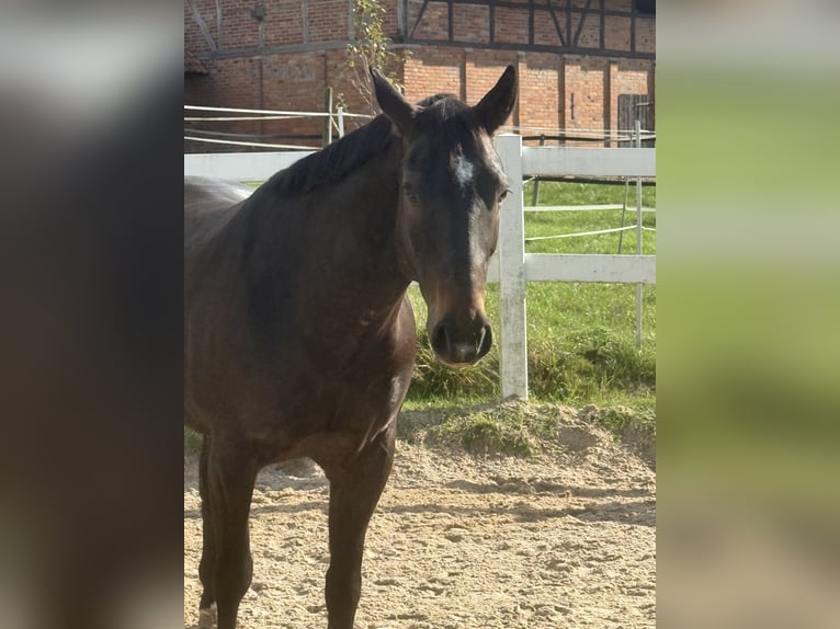 Quarter horse américain Hongre 9 Ans 158 cm Bai in Pap
