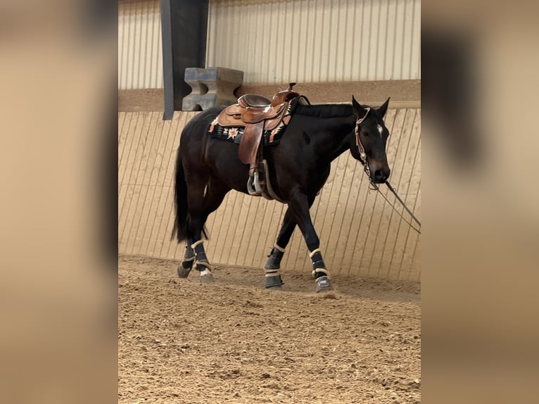 Quarter horse américain Hongre 9 Ans 158 cm Bai in Pap