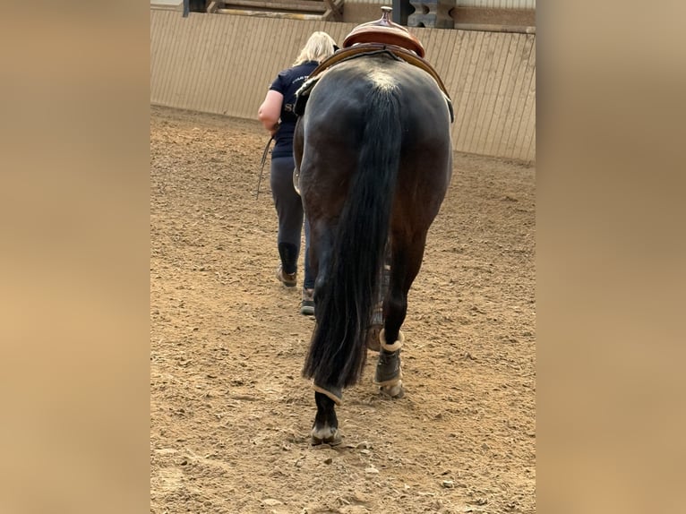 Quarter horse américain Hongre 9 Ans 158 cm Bai in Pap