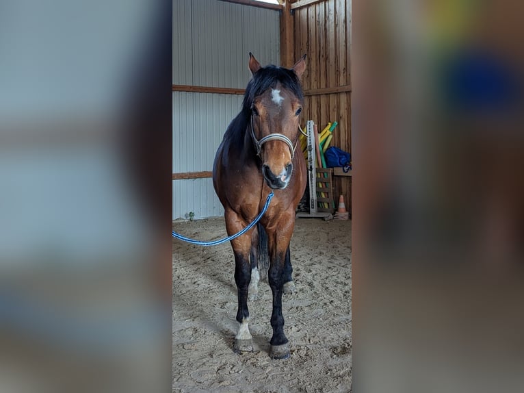 Quarter horse américain Hongre 9 Ans 159 cm Bai in Beutelsbach